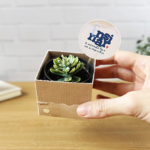 Box para suculenta – Coleção Um Proposito