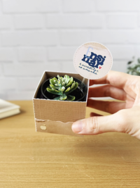 Box para suculenta – Coleção Um Proposito